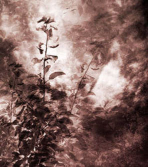 `Amaranth` - noul videoclip Nightwish