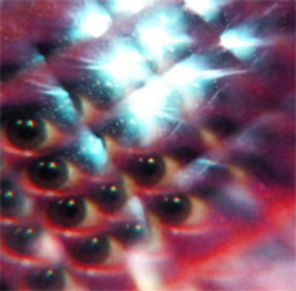 Download MGMT Flash Delirium
