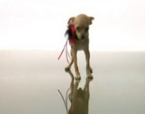 Bijuteriile scumpe si animalele, noul trend al videoclipurilor romanesti