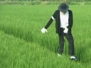 Michael Jackson a ajuns sperietoare de ciori (video)