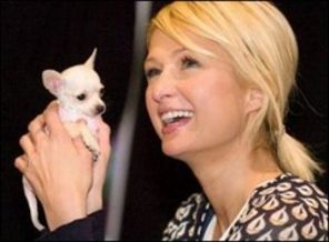 Cainii lui Paris Hilton s-au costumat de Halloween (poze)
