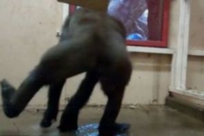 O gorila danseaza ca Michael Jackson (video)