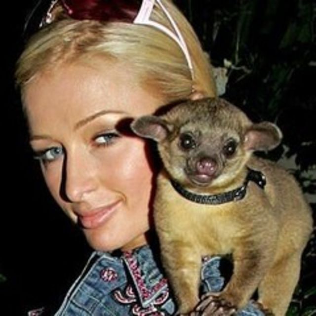 Paris Hilton refuza sa-si eutanasieze animalul turbat